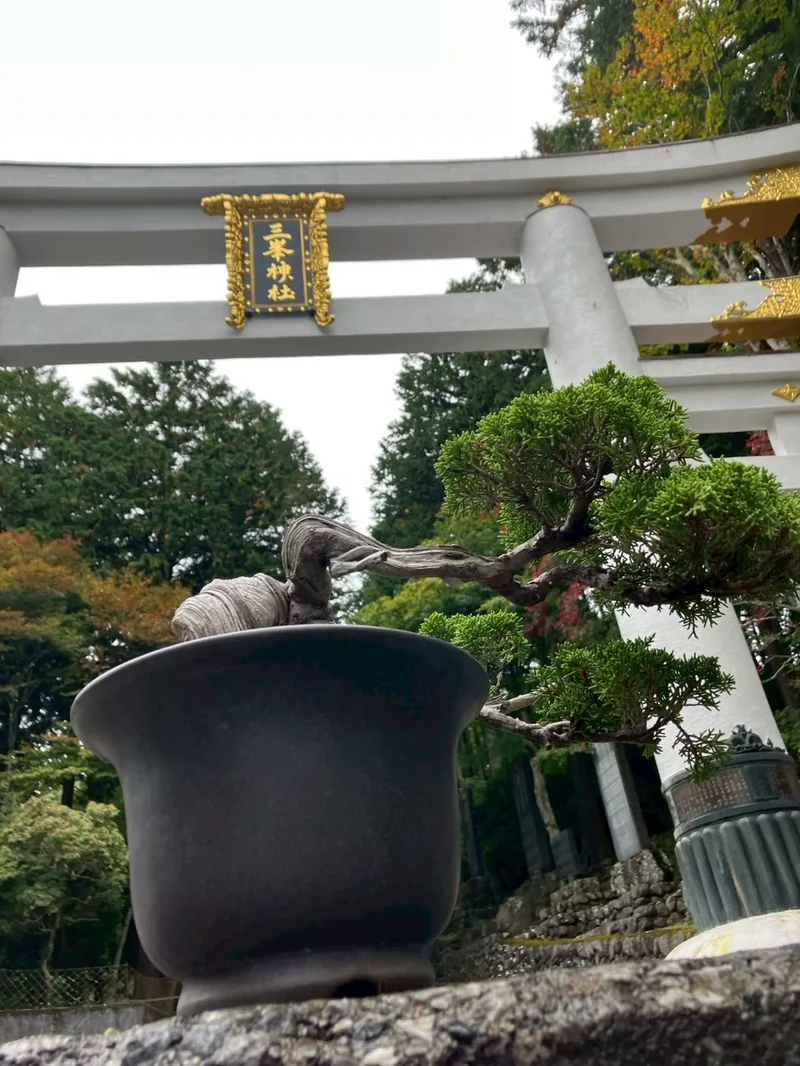 金閣寺を背景にした金雀花の文人縁