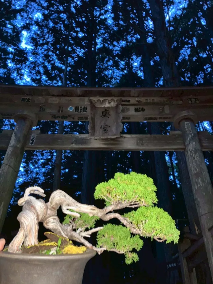 鳥居を背景にした糸魚川真柏