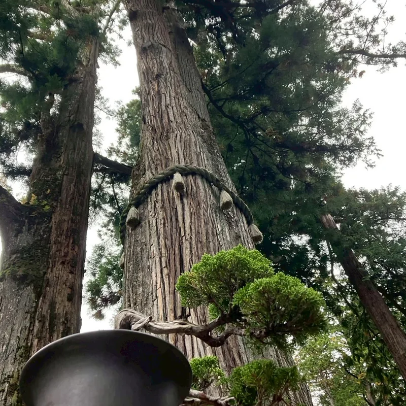 三峰神社・奥宮と糸魚川真柏