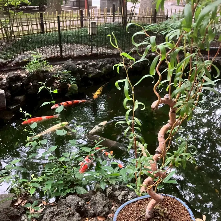 世田谷八幡宮の池で鯉とともに置かれた雲龍柳