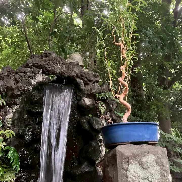 世田谷八幡宮の滝を背にした雲龍柳