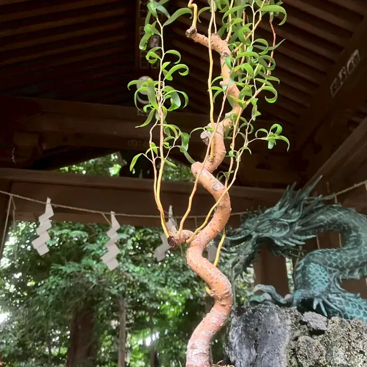 世田谷八幡宮の龍の像に寄り添う雲龍柳